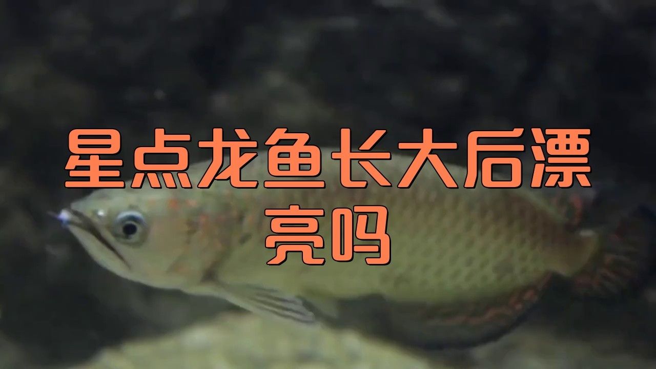 星點龍魚和銀龍魚有何區(qū)別？（星點龍魚和銀龍魚有什么區(qū)別）