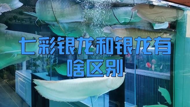 如何判斷龍魚尾巴開叉的程度，如何判斷龍魚尾巴開叉的程度，