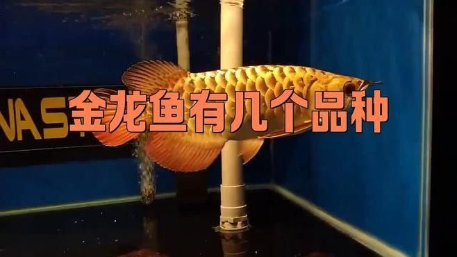 如何區分金龍魚的不同品種？（養魚小藝，金龍魚種類詳解與鑒別方法）