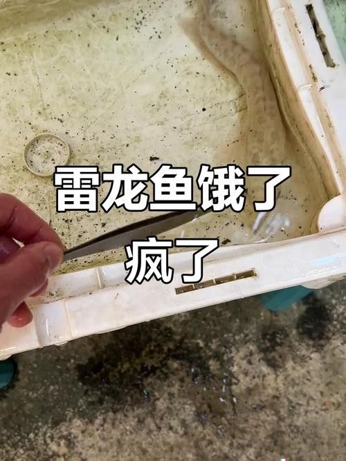 白龍魚的價格是多少？（20-30公分龍魚飼養(yǎng)技巧與注意事項(xiàng)）