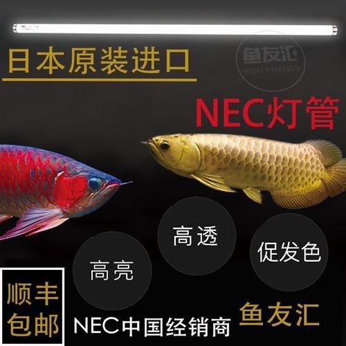 深海紅龍魚可以紅燒嗎，如何挑選新鮮的深海紅龍魚