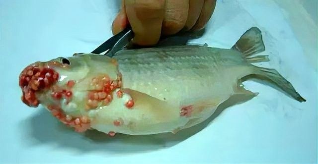 如何消毒活餌以防止寄生蟲（如何消毒活餌以防止寄生蟲傳播）