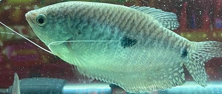 曼龍魚多久喂一次（曼龍魚喂食頻率取決于幾個因素，）