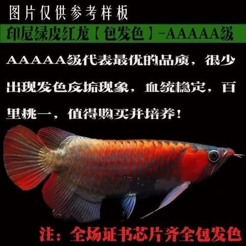 高端綠皮紅龍魚的價格是多少（高端綠皮紅龍魚的價格）