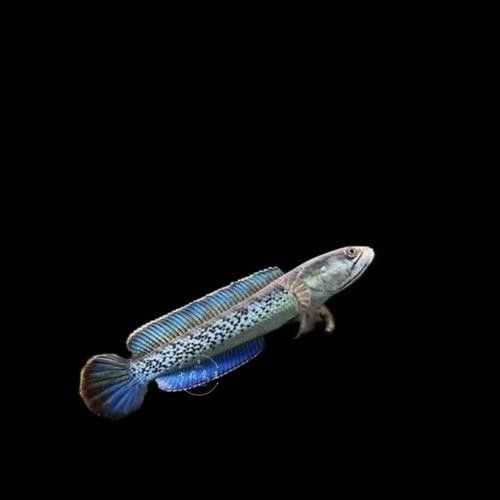 藍寶石龍魚的市場價格是多少（藍寶石龍魚價格）