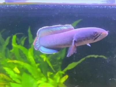 藍寶石龍魚的市場價格是多少（藍寶石龍魚價格）