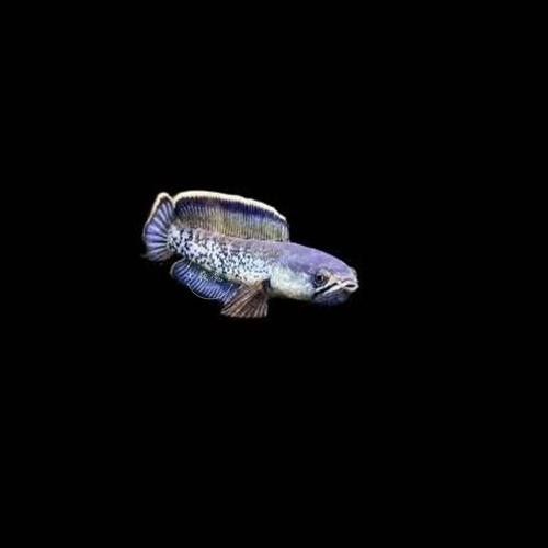 藍寶石龍魚的市場價格是多少（藍寶石龍魚價格）