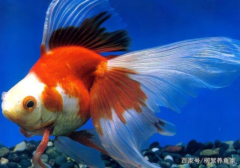 龍魚在風水中的具體作用（龍魚在風水中的作用）