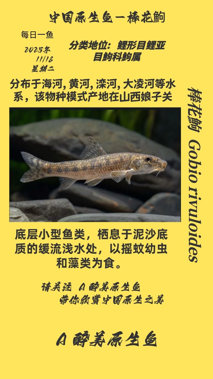 棒花鮈（棒花[需手動填充]是什么魚？）