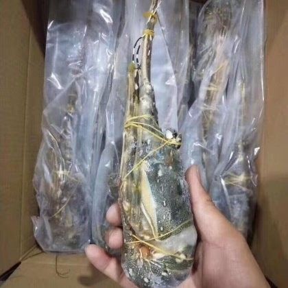 青龍魚的市場價格是多少（青龍魚市場價格波動大嗎青龍魚價格波動大嗎）