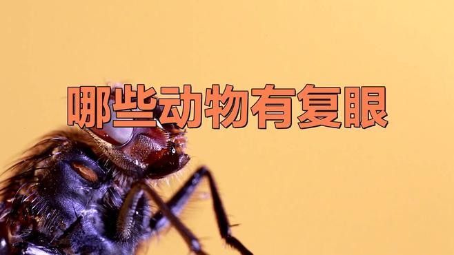 列舉幾種具有復(fù)眼結(jié)構(gòu)的動(dòng)物（具有復(fù)眼結(jié)構(gòu)的動(dòng)物） 列舉幾種具有復(fù)眼結(jié)構(gòu)的動(dòng)物（具有復(fù)眼結(jié)構(gòu)的動(dòng)物） 龍魚百科 第3張