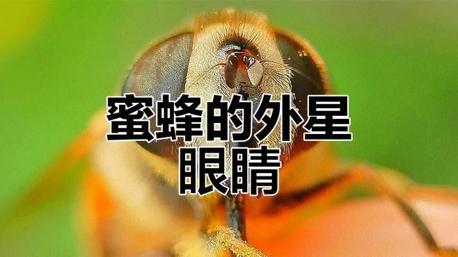 列舉幾種具有復(fù)眼結(jié)構(gòu)的動(dòng)物（具有復(fù)眼結(jié)構(gòu)的動(dòng)物） 列舉幾種具有復(fù)眼結(jié)構(gòu)的動(dòng)物（具有復(fù)眼結(jié)構(gòu)的動(dòng)物） 龍魚百科 第2張