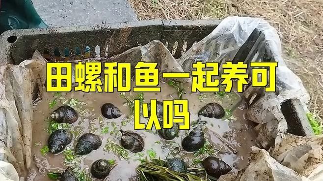 哪些魚類不適合與螺類混養？（關于魚類與螺類混養的問題）