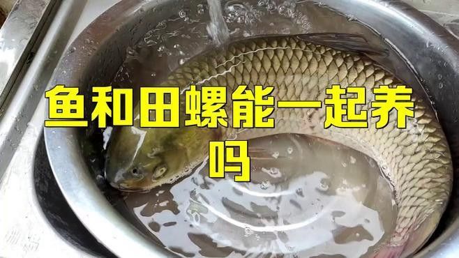 哪些魚類不適合與螺類混養？（關于魚類與螺類混養的問題）