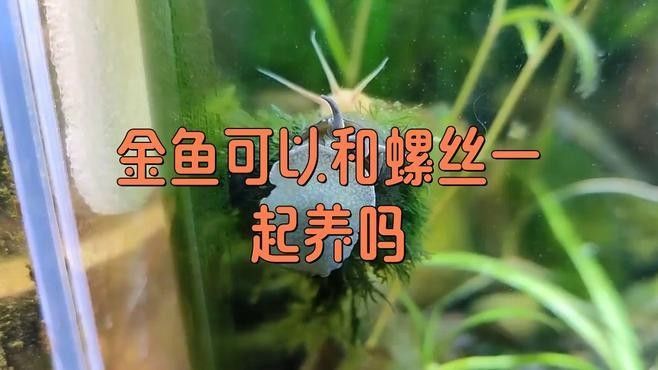 哪些魚類不適合與螺類混養？（關于魚類與螺類混養的問題）