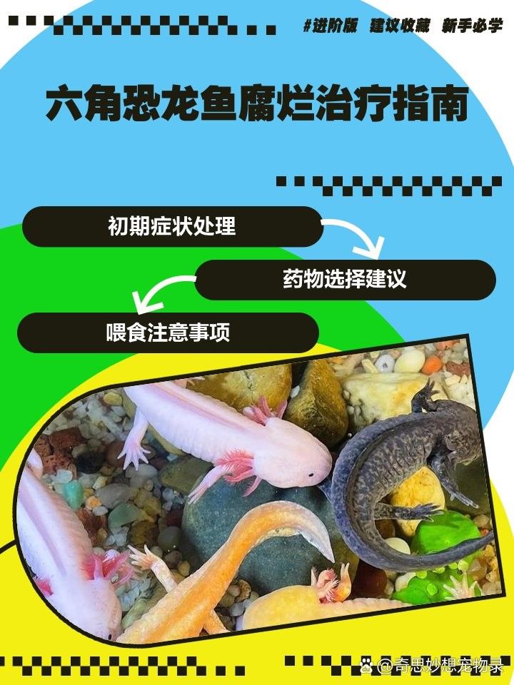 六角恐龍魚爛腳會自愈嗎？（六角恐龍魚爛腳會自愈嗎）
