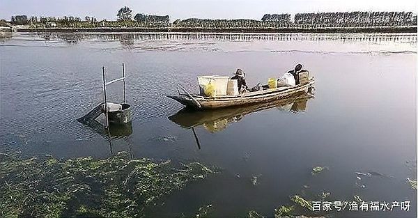 如何預防六角恐龍魚患水霉病（六角恐龍水霉病治療全攻略時刻準備meet海納琪）