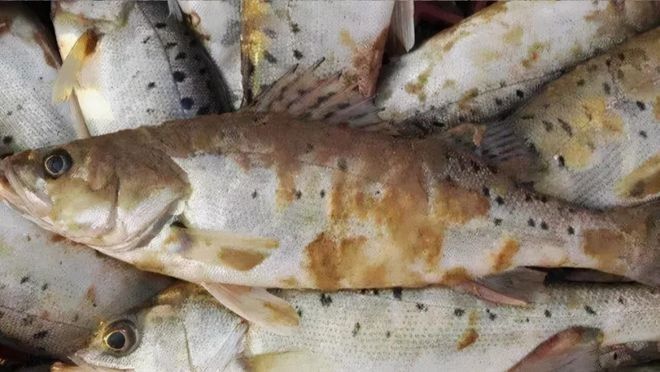 如何預防六角恐龍魚患水霉病（六角恐龍水霉病治療全攻略時刻準備meet海納琪）