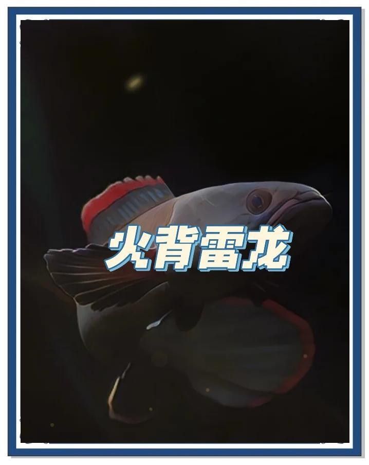 火背雷龍繁殖難度大嗎（火背雷龍的繁殖難度如何？）