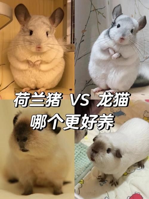 有哪些貓適合與龍貓共養(yǎng)？（適合與龍貓共養(yǎng)的貓咪品種）