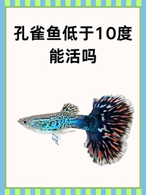 如何減少恐龍魚對孔雀魚的攻擊（如何減少恐龍魚對孔雀魚的攻擊呢？）
