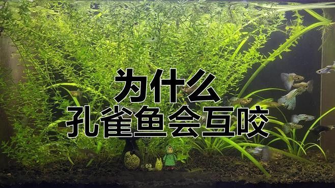 如何減少恐龍魚對孔雀魚的攻擊（如何減少恐龍魚對孔雀魚的攻擊呢？）