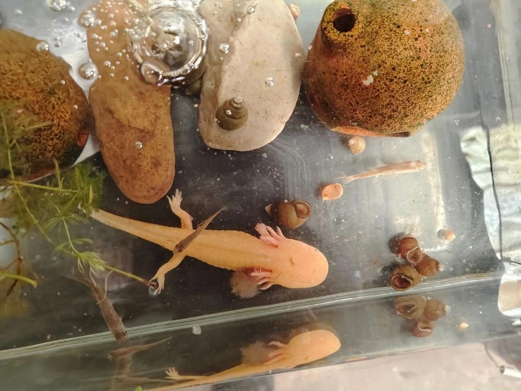 金龍魚和青龍魚的區(qū)別：B過金龍魚與青龍魚，哪種更適合您的水族箱？（金龍魚和青龍魚在水族箱中選擇金龍魚還是青龍魚）