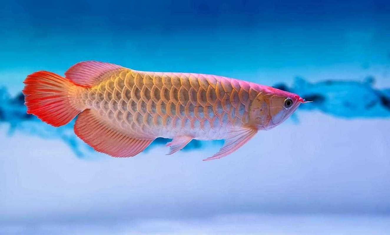 金龍魚放大100倍后是什么樣子（金龍魚放大100倍后其形態(tài)和細節(jié)將變得極為顯著）