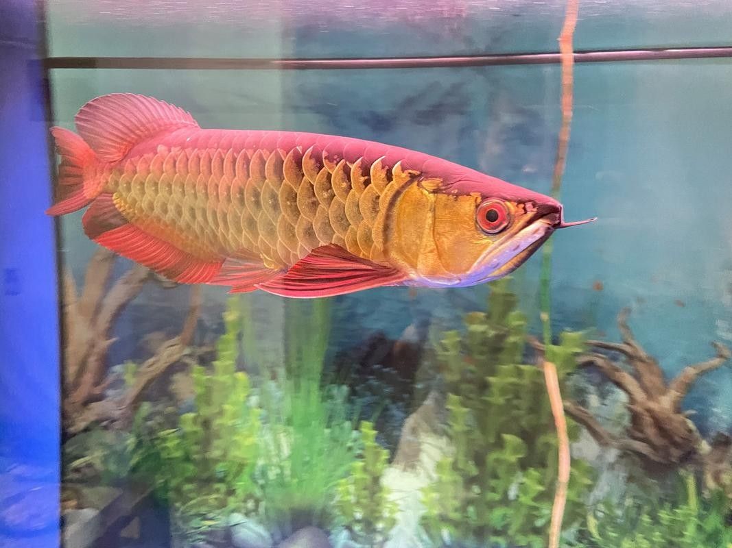 金龍魚放大100倍后是什么樣子（金龍魚放大100倍后其形態(tài)和細節(jié)將變得極為顯著）