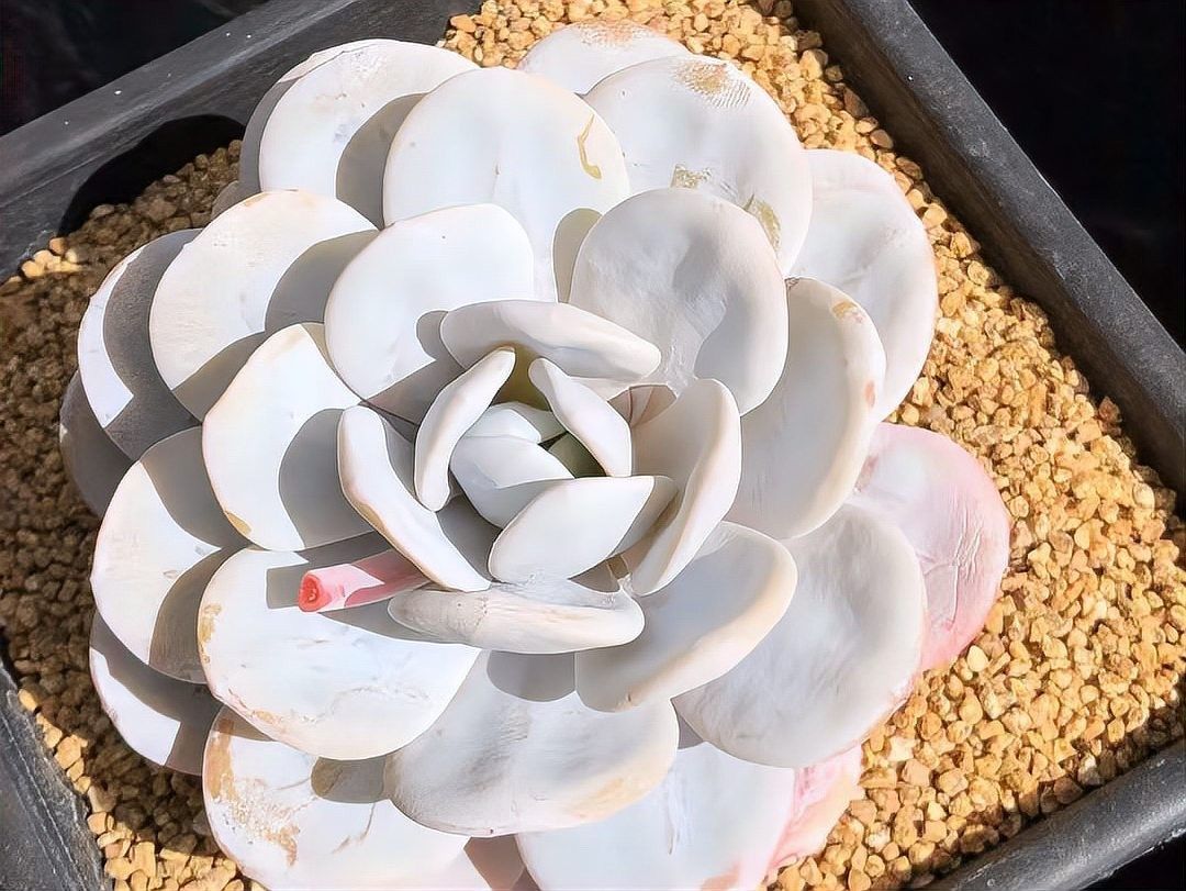 紅雪蓮品系有哪些特點（紅雪蓮在多肉植物中通過雜交衍生出多個特色品種品種）