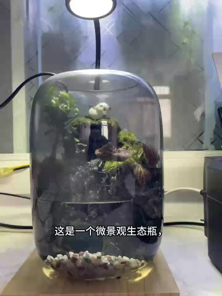 微景觀生態瓶（微景觀生態瓶的設計）