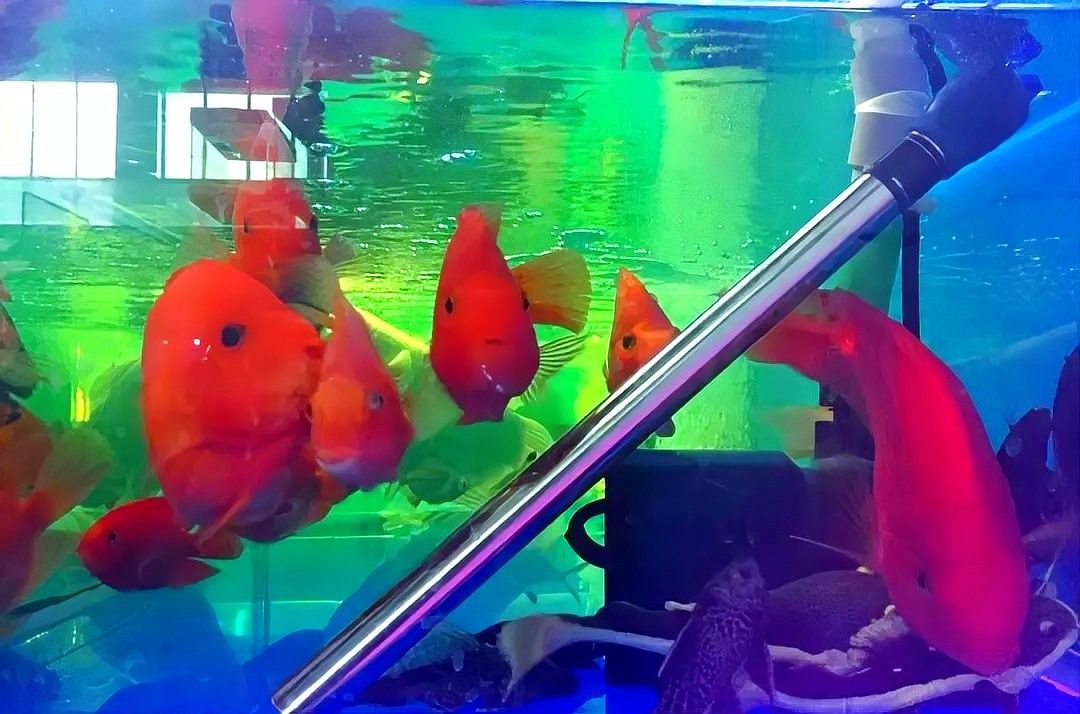 加熱棒安裝后多久開始工作（加熱棒安裝后多久開始工作，魚缸加熱棒使用方法和注意事項有哪些）