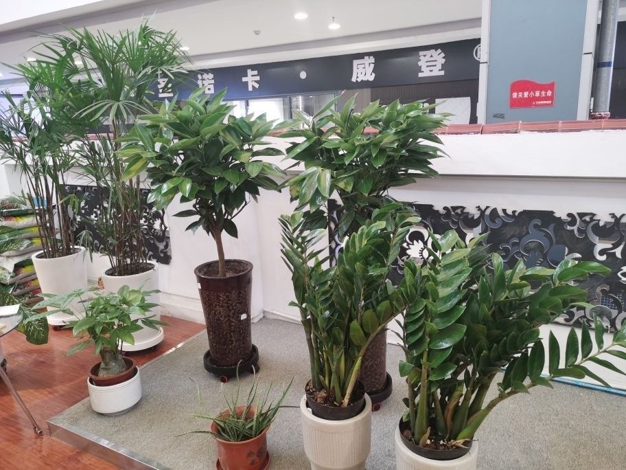 烏魯木齊哪個水族館龍魚好？祥龍魚場龍魚（烏魯木齊市祥龍魚場）
