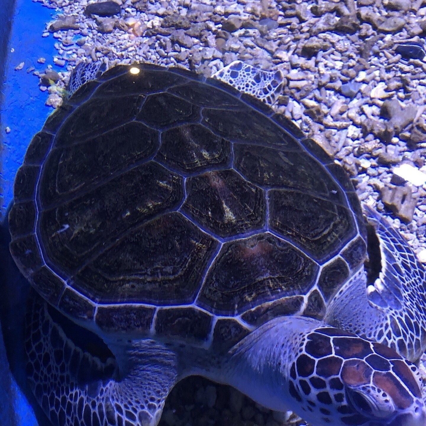 烏魯木齊哪個水族館龍魚好？祥龍魚場龍魚（烏魯木齊市祥龍魚場）