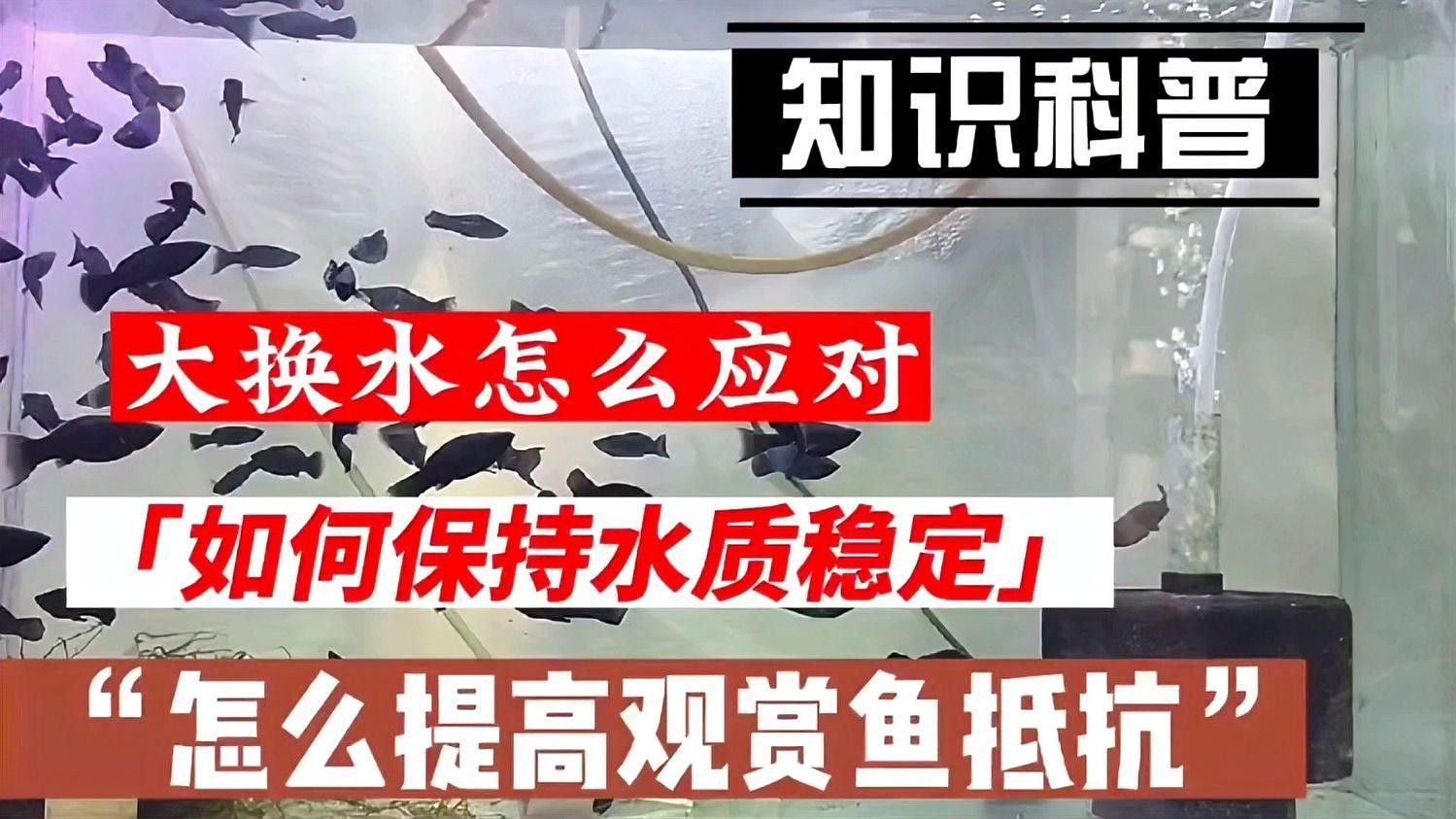 梅雨季節(jié)換水后如何調(diào)節(jié)水質(zhì)？（梅雨季節(jié)換水后水質(zhì)調(diào)節(jié)需重點(diǎn)關(guān)注水溫、菌群平衡及溶氧管理）