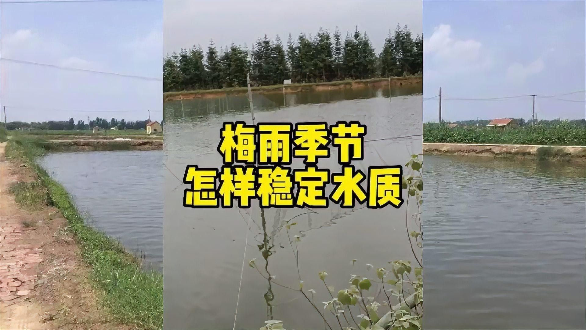 梅雨季節(jié)換水后如何調(diào)節(jié)水質(zhì)？（梅雨季節(jié)換水后水質(zhì)調(diào)節(jié)需重點(diǎn)關(guān)注水溫、菌群平衡及溶氧管理）