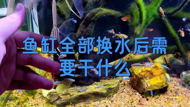 梅雨季節(jié)換水后如何調(diào)節(jié)水質(zhì)？（梅雨季節(jié)換水后水質(zhì)調(diào)節(jié)需重點(diǎn)關(guān)注水溫、菌群平衡及溶氧管理）