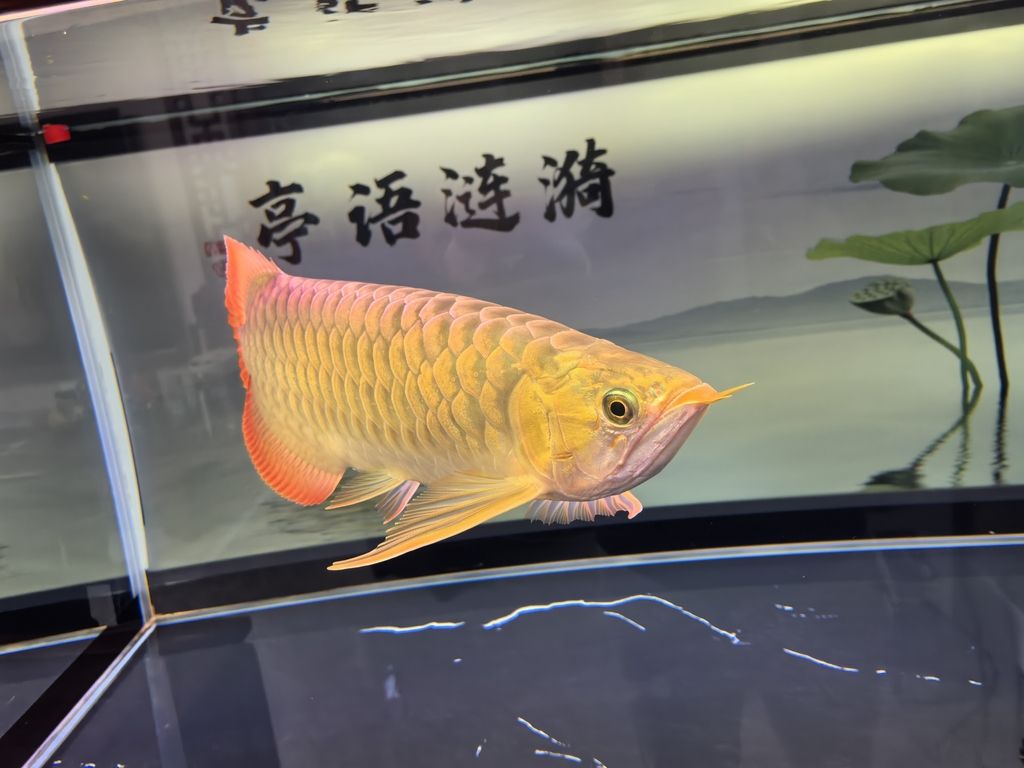 堅持愛好（_人見人愛評論：堅持愛好的重要性與實踐策略） 堅持愛好（_人見人愛評論：堅持愛好的重要性與實踐策略） 龍魚論壇 第1張