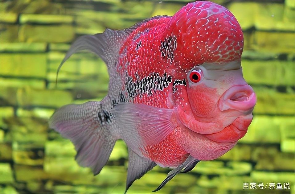 如何與黑鱗龍魚建立更深的互動(dòng)