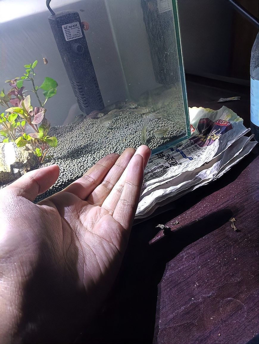 如何與黑鱗龍魚建立更深的互動(dòng)
