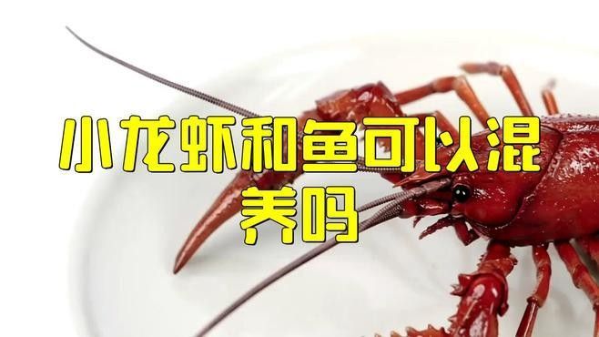 龍魚和小龍蝦的最佳混養方法（卡覓智庫_視界魚缸小龍蝦與魚的混養技巧）