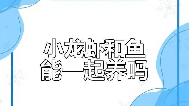 龍魚和小龍蝦的最佳混養方法（卡覓智庫_視界魚缸小龍蝦與魚的混養技巧）