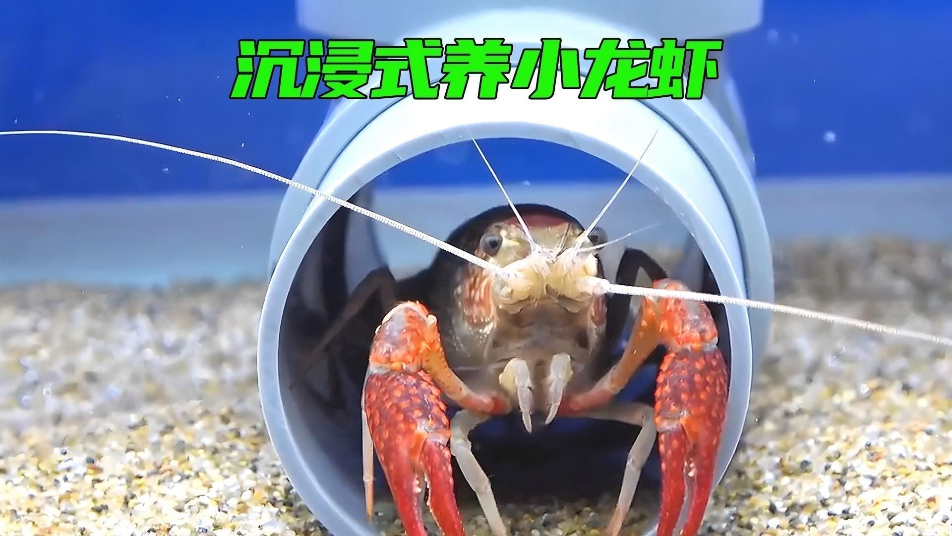 龍魚和小龍蝦的最佳混養方法（卡覓智庫_視界魚缸小龍蝦與魚的混養技巧）