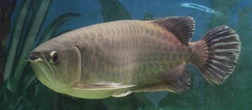 青龍魚的人工繁殖情況如何（珠江水產研究所探尋青龍魚人工繁殖密碼）