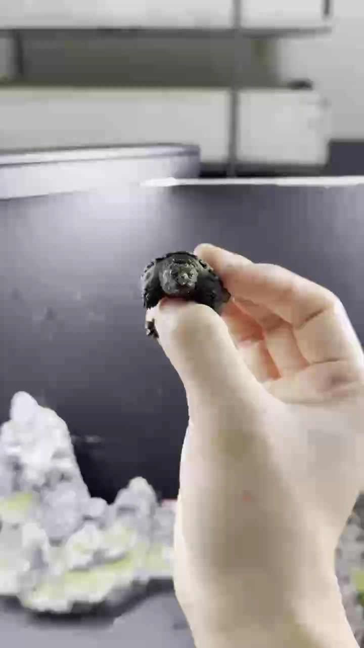 佛鱷龜 臉型好（佛鱷龜的臉型好）