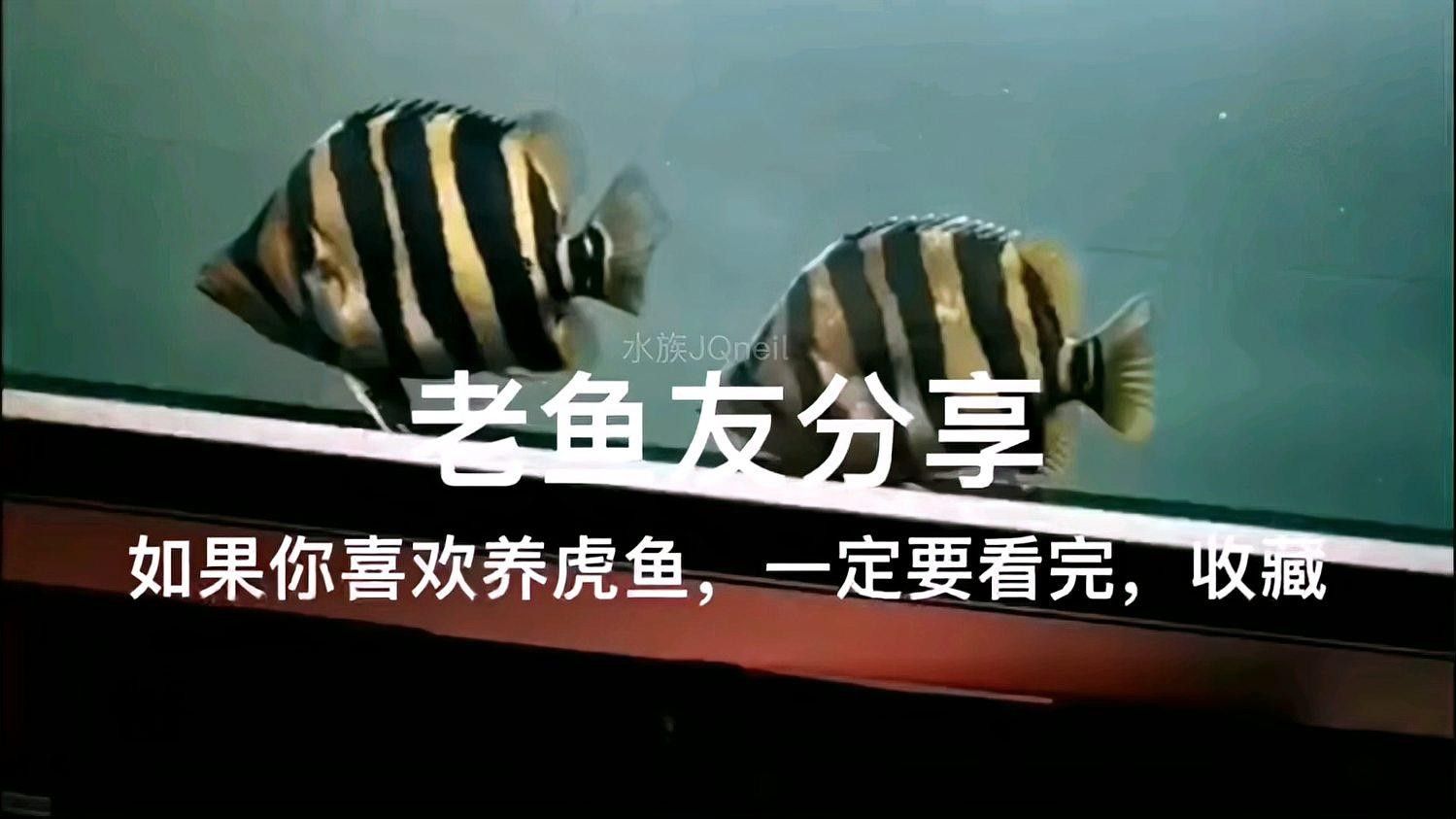 火龍魚和虎魚混養(yǎng)需要注意什么（龍魚和虎魚混養(yǎng)指南:紅龍魚和虎魚混養(yǎng)好7種方式）