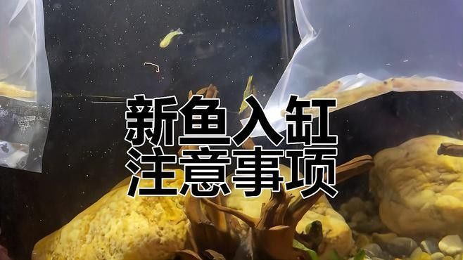 火龍魚和虎魚混養(yǎng)需要注意什么（龍魚和虎魚混養(yǎng)指南:紅龍魚和虎魚混養(yǎng)好7種方式）