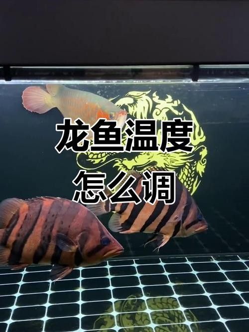 金龍魚在什么溫度下最活躍？（金龍魚溫度多少合適車俠聊車金龍魚溫度多少合適）