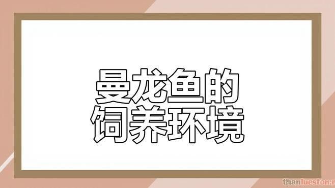 曼龍魚(yú)混養(yǎng)有哪些注意事項(xiàng)（曼龍魚(yú)混養(yǎng)指南:新手也能輕松養(yǎng)出和諧魚(yú)缸）