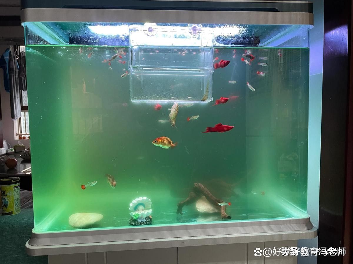 龍魚魚缸清洗需要多長時間（養魚老道，家用魚缸如何清洗這6點要記住，讓魚兒快樂成長！）
